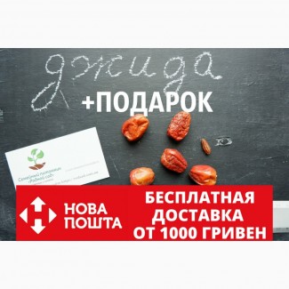 Семена Джиды бухарской (10 штук) для выращивания саженцев, финик морозостойкий