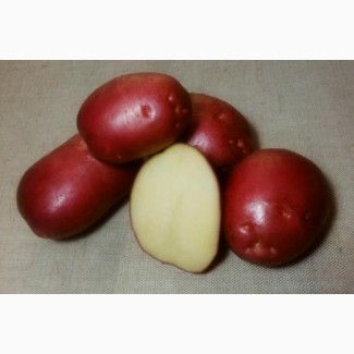 Картофель «Рокко» 3кг.сетка