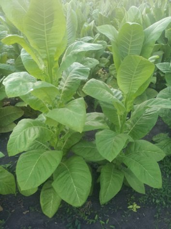 Душистый табак выращивание через рассаду фото