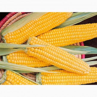 Підприємство закуповує кукурудзу дорого з місця