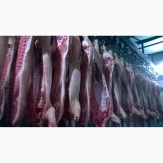 Продам свинину в полутушах, мясной породы