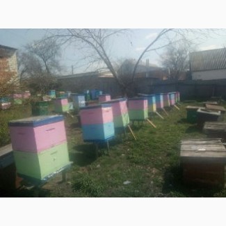 Продається пасіка 100 бджоло-сімей разом з вуликами, вулики нові двохкорпусні полістиролові