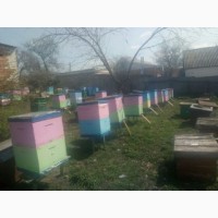 Продається пасіка 100 бджоло-сімей разом з вуликами, вулики нові двохкорпусні полістиролові