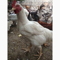 Продам подрощенных цыплят бройлера РОСС-308