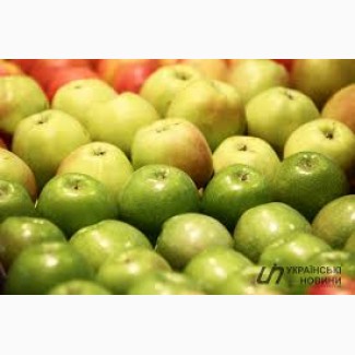 Соковый завод закупает яблоки для промышленной переработки в неограниченном количестве