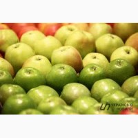 Соковый завод закупает яблоки для промышленной переработки в неограниченном количестве