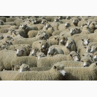 Продам овец (баранину)