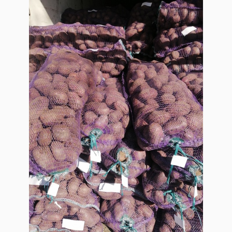 Продам картофель сетевого и бюджетного качества оптом