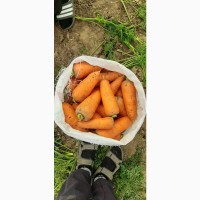 Морковь Абако оптом с поля