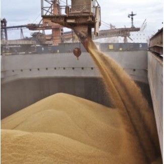Продам кукурузу фуражную на экспорт FOB CIF в китай и другие страны