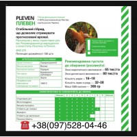 Плевен (ФАО 270). Семена кукурузы 1000 грн п/е