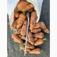 Продаем морковь