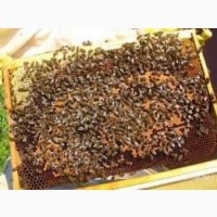 Продам пчелосемьи, пчелопакеты, матки, ульи. Личная пасека