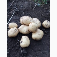 Продам картоплю, сорт Рив‘єра