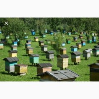 Продам мед з власної пасіки 2021р