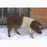 Продамо свиней живою вагою