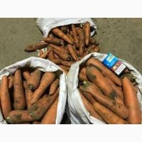 Продам моркву, морковчу для переробки та шинковки