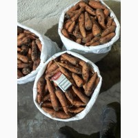 Продам морковь (2 сорт), сорт Боливар