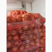 ОПТ Цибуля та інші овочі Експорт великі об#039;єми