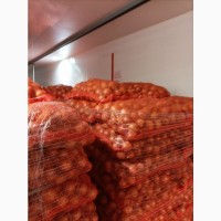 ОПТ Цибуля та інші овочі Експорт великі об#039;єми