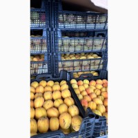 Продам ананасовый абрикос