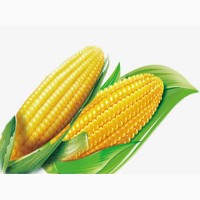 Куплю кукурузу 3-го класса