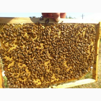Подам Бджолопакети карпатка, Закарпаття, 130сімей