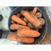 Продам моркву сорт кантон каскад