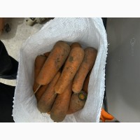 Продам моркву сорт кантон каскад