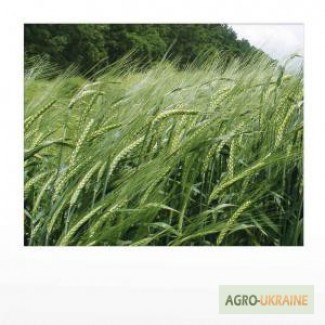Продам гербіциди для захисту посівів пшениці, ячменю, кукурудзи.