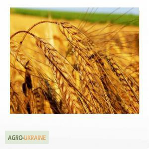 Фото 2. Продам гербіциди для захисту посівів пшениці, ячменю, кукурудзи.