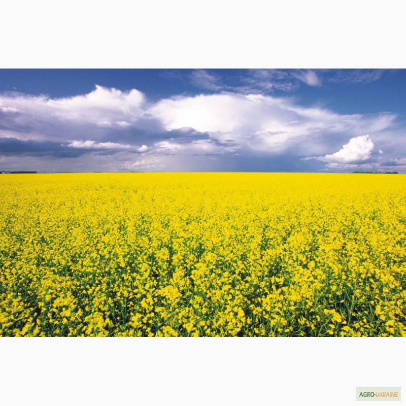 Фото 3. Продам гербіциди для захисту посівів пшениці, ячменю, кукурудзи.