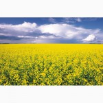 Продам гербіциди для захисту посівів пшениці, ячменю, кукурудзи.