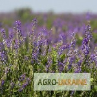 Продам семена Козлятник восточный медоносы Украины