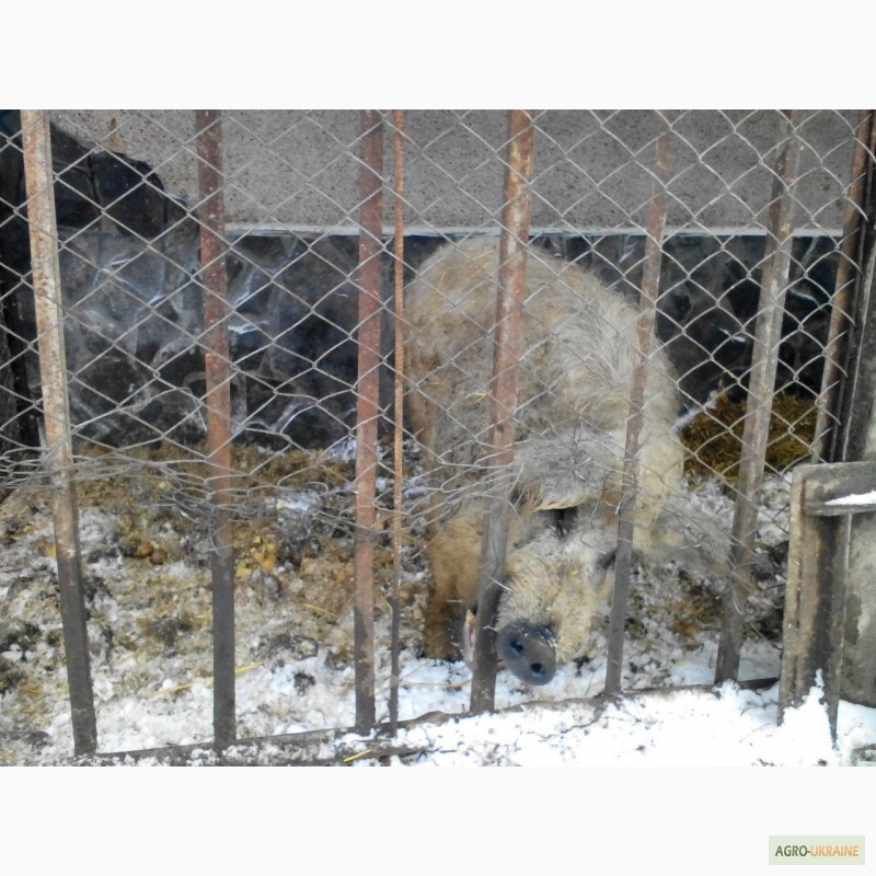 Фото 10. Продам малих, середніх та великих свиней породи Венгерська монголиця