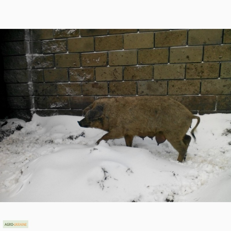 Фото 11. Продам малих, середніх та великих свиней породи Венгерська монголиця