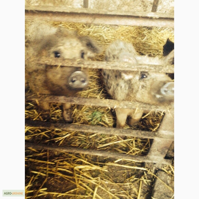 Фото 4. Продам малих, середніх та великих свиней породи Венгерська монголиця