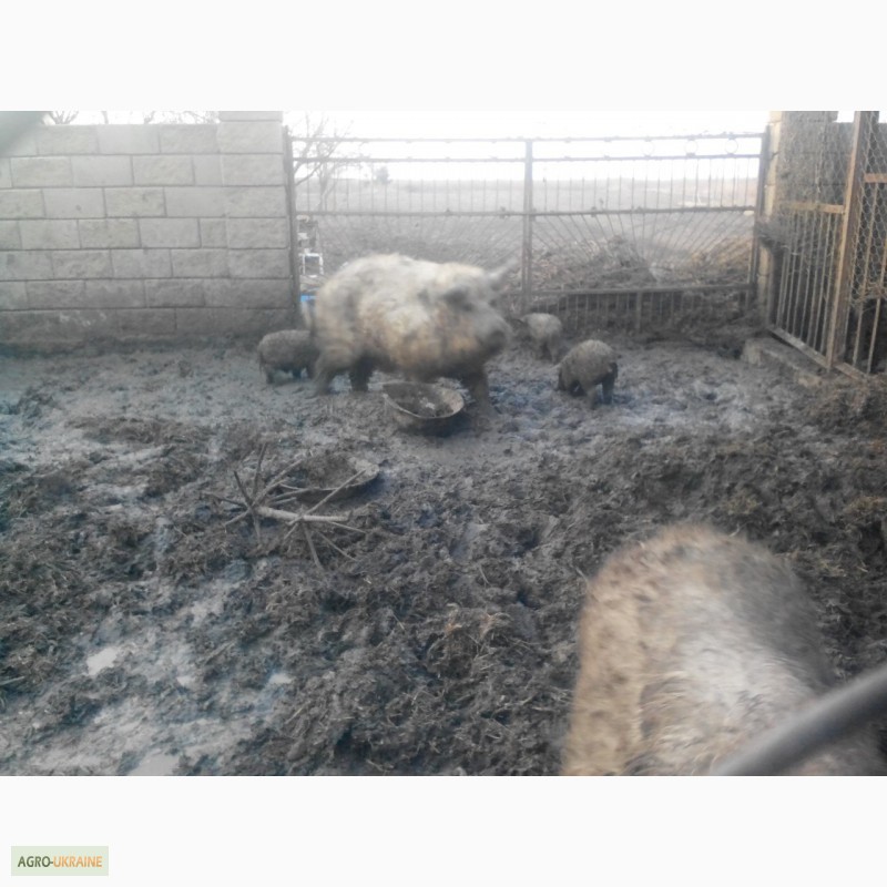 Фото 7. Продам малих, середніх та великих свиней породи Венгерська монголиця