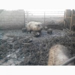 Продам малих, середніх та великих свиней породи Венгерська монголиця