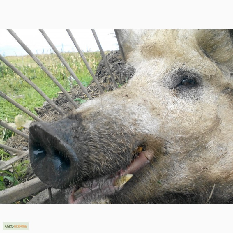 Фото 8. Продам малих, середніх та великих свиней породи Венгерська монголиця