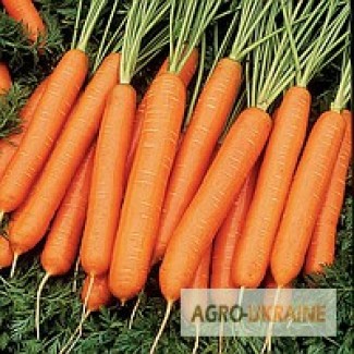 Продам весовые и пакетированные семена моркови ( от производителя)