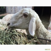 Продам овець гісарської породи