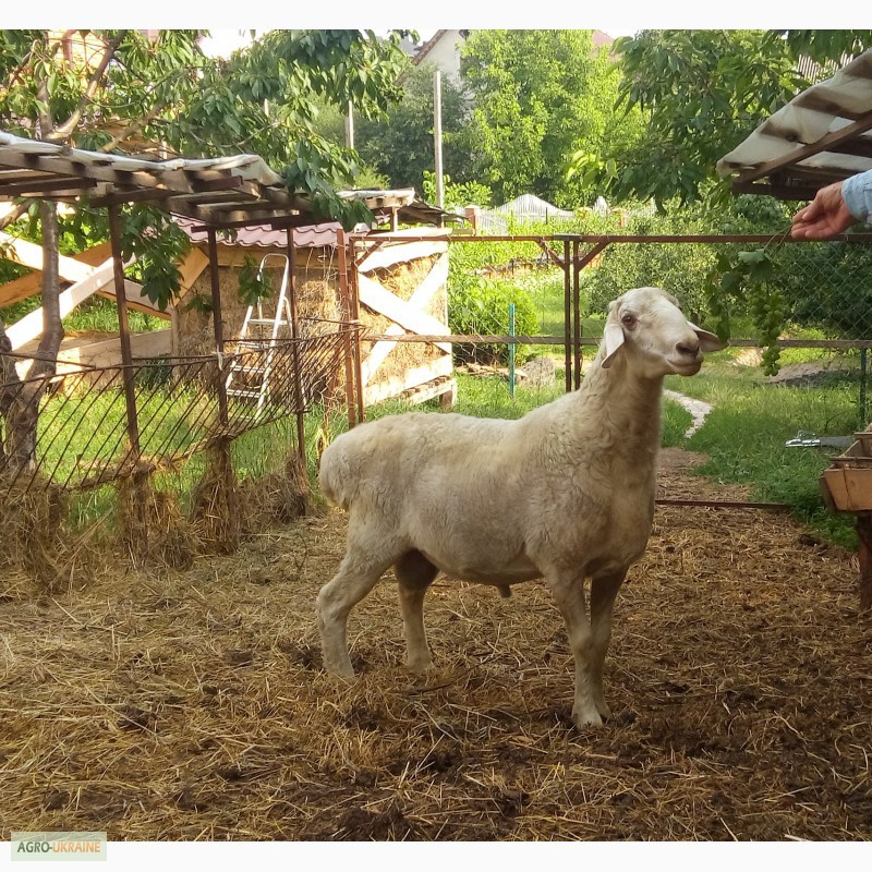 Фото 2. Продам овець гісарської породи