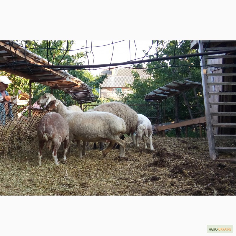 Фото 3. Продам овець гісарської породи