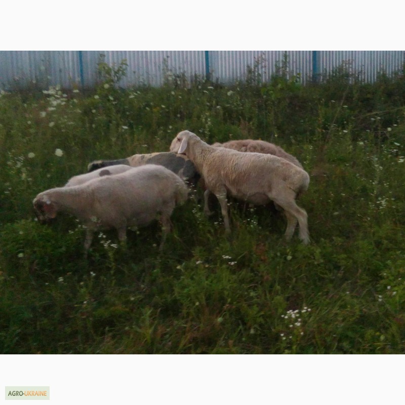 Фото 4. Продам овець гісарської породи