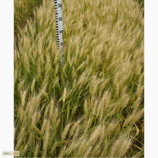 Семена пшеницы озимой - сорт Смуглянка. Элита и 1 репродукция