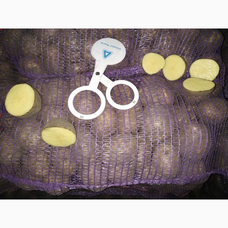 Фермерське господарство реалізуе картоплю сорту Бельмонда, ТОСКАНА, СИФРА 55+ 7.30