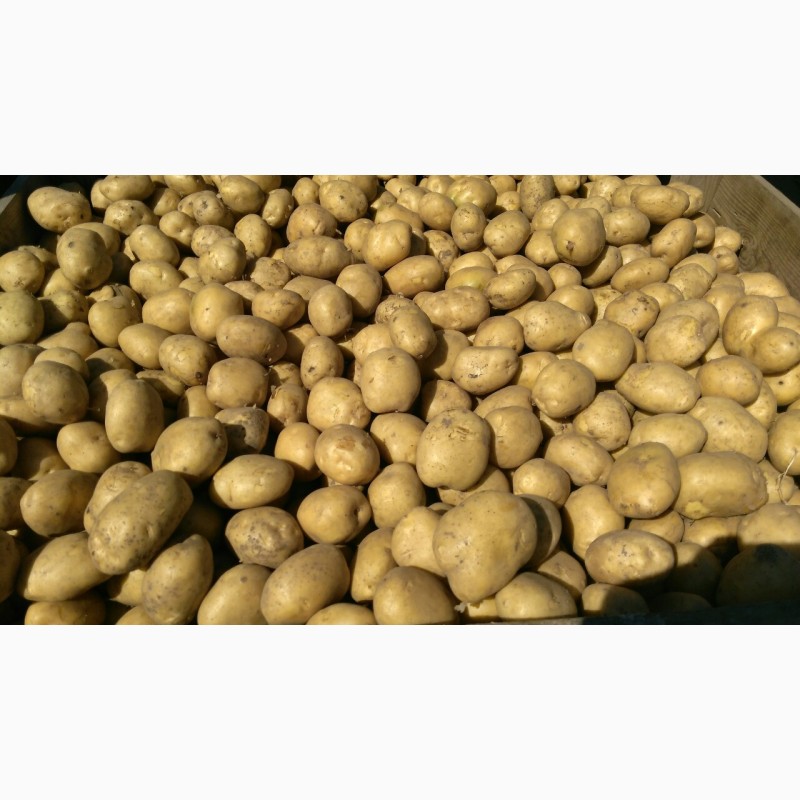 Фото 2. Фермерське господарство реалізуе картоплю сорту Бельмонда, ТОСКАНА, СИФРА 55+ 7.30