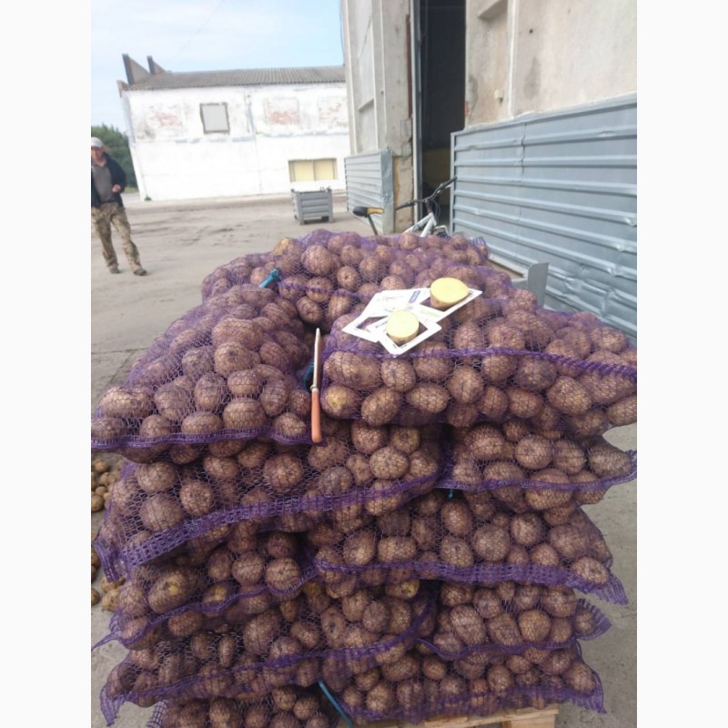 Фото 3. Фермерське господарство реалізуе картоплю сорту Бельмонда, ТОСКАНА, СИФРА 55+ 7.30