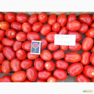 Продам томаты 34, 02